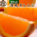 【ふるさと納税】＜2月より発送＞厳選 清見オレンジ1.5kg+45g（傷み補償分） | フルーツ 果物 くだもの 食品 人気 おすすめ 送料無料 光センサー食頃出荷 樹上完熟きよみオレンジ 清見タンゴール 清美