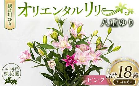 ユリ専門＜深花園＞観賞用ゆり オリエンタルリリー 八重ゆり ピンク 3～4輪6本 F23R-511