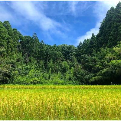 ふるさと納税 大網白里市 【令和6年産】2年連続特A評価!　千葉県産コシヒカリ10kg (5kg×2袋) |  | 02