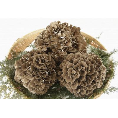 ふるさと納税 吉岡町 【のし付き】まいたけ粉末(100g×2袋) |  | 03