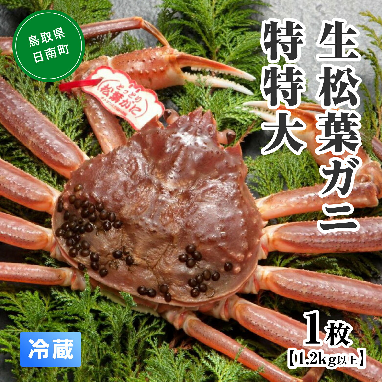 【先行予約】【ふるさと納税】【北海道・沖縄・離島発送不可】活松葉ガニ 特特大 【1枚・1.2kg以上】 川口商店 松葉ガニ 松葉がに かに 蟹 カニ 鳥取県境港