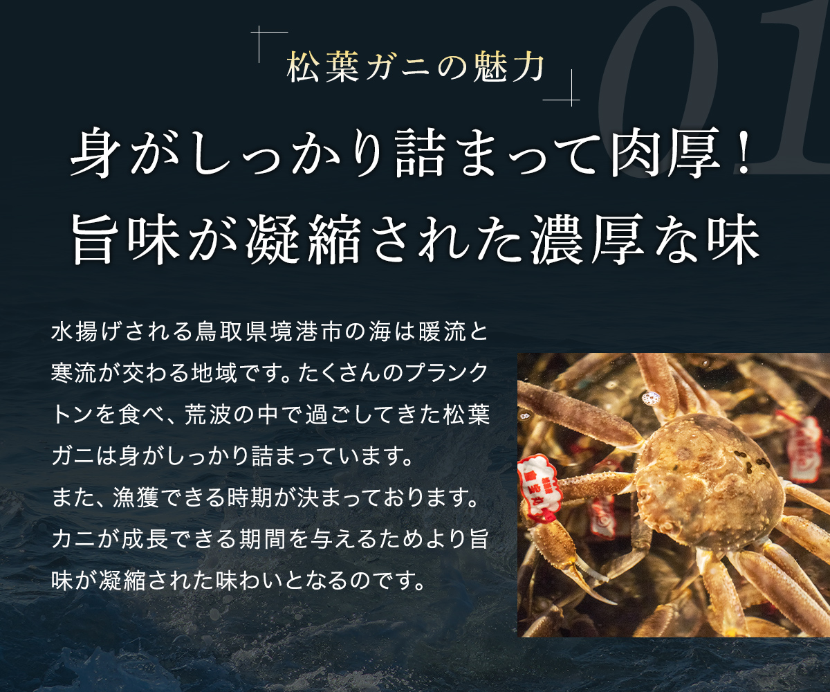 【蟹セレブ】タグ付き活〆ボイル・松葉がに（中・700ｇ前後）