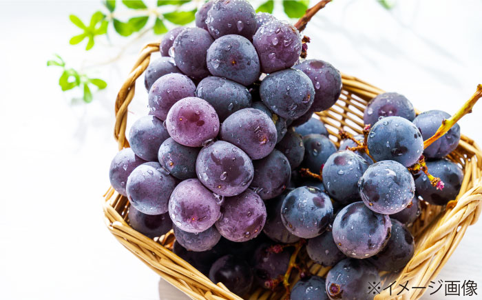 【先行予約】【8月中旬から順次発送】 ニューピオーネ 4から5房 約2kg 愛媛県大洲市/有限会社西山青果　フルーツ 果物 ぶどう ピオーネ [AGAR024]