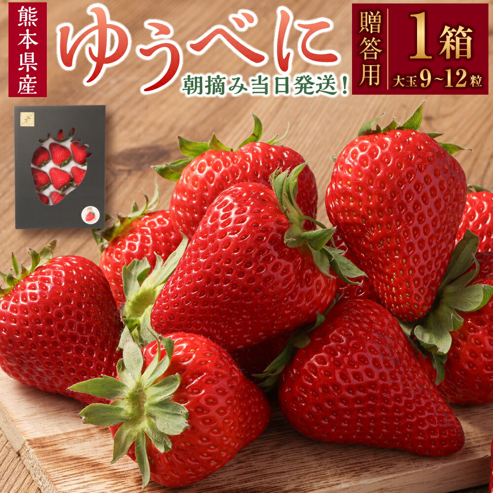【ふるさと納税】【贈答用】朝摘み当日発送！熊本県産いちご（ゆうべに）（1箱9~12粒大玉） 熊本県ブランド品種 フルーツ 果物 果実 いちご 苺 九州 熊本県 送料無料 【2026年1月上旬発送開始】