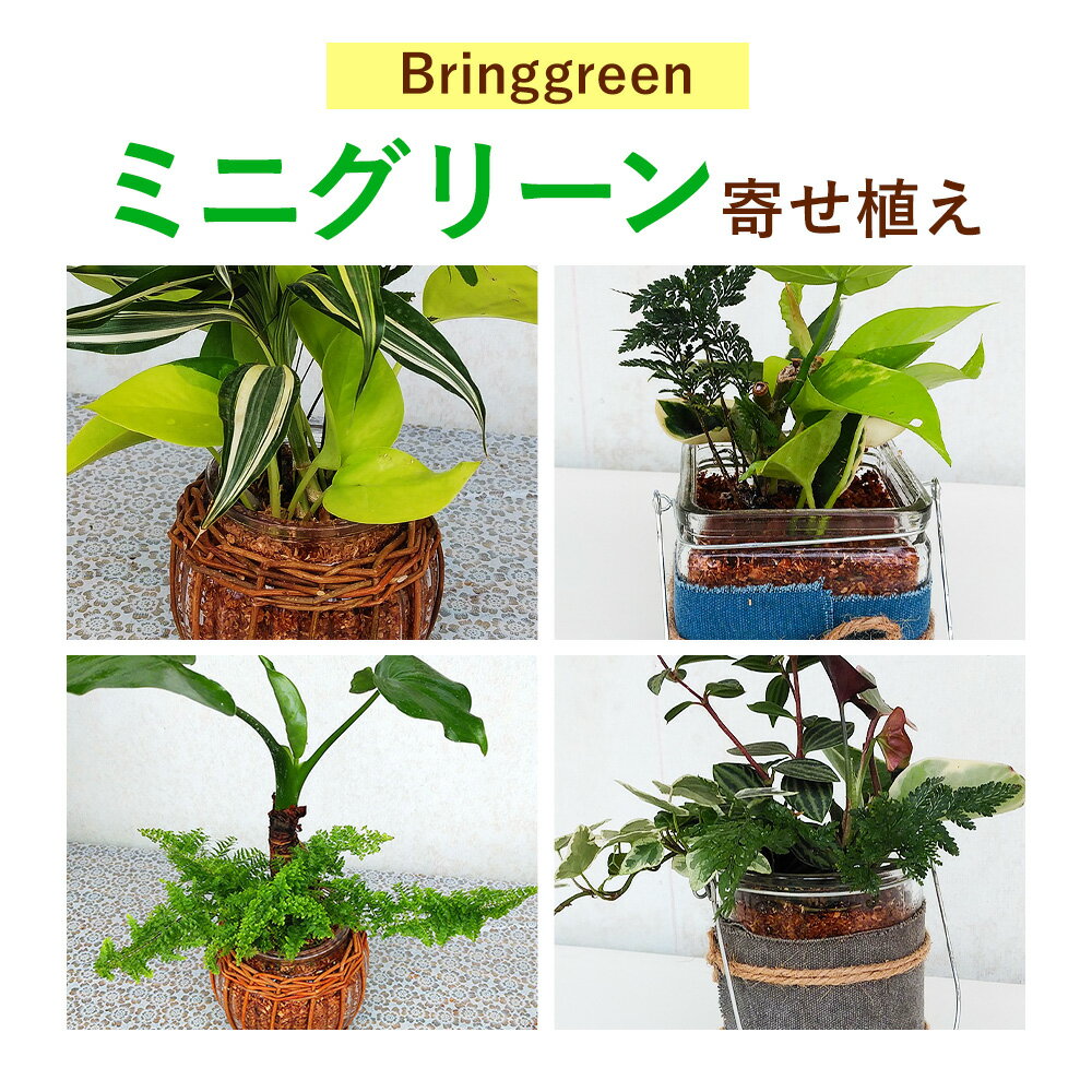 【ふるさと納税】ミニグリーン 寄せ植え bring green Fleurbranch 《90日以内に出荷予定(土日祝除く)》熊本県 菊池市 観葉植物 植物 インテリア ガーデン 雑貨 エコ素材 贈物 プレゼント