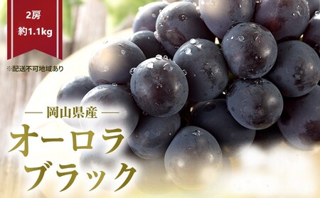 オーロラブラック 化粧箱入り 岡山県産 オーロラブラック【2房 約1.1kg】【先行予約】
