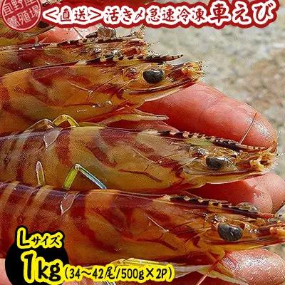 車海老 活き〆急速冷凍車海老 Lサイズ 約1kg