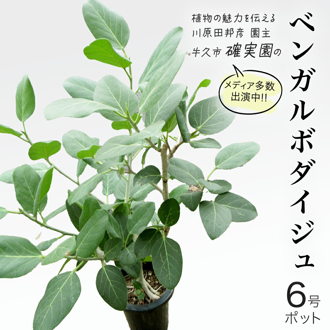 【ふるさと納税】ベンガルボダイジュ 6号ポット 1点 家庭 で 園芸 鉢植え 苗 庭木 果樹 ガーデニング 植物 確実園