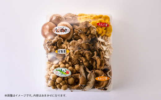 茨城県城里町産 きのこの詰め合わせ Sサイズ 約1kg【配送不可地域：離島・沖縄県】
