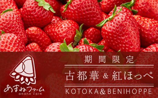 
            奈良県産＜朝摘み・農家直送＞古都華&紅ほっぺ食べ比べセット 化粧箱入(約250g 各1P計2パック)_ いちご 苺 紅ほっぺ 食べ比べ 古都華 セット フルーツ 果物 くだもの 奈良県 朝摘み 農家直送 贈答 ギフト 化粧箱 【1574132】
          