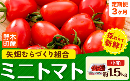 【3ヶ月定期便】ミニトマト約1.5kg《10月中旬以降順次出荷》ミニトマトミニトマト