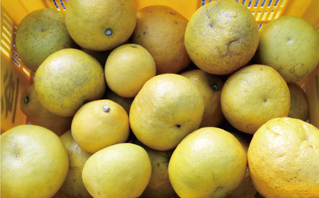 訳あり 文旦 7kg 7000円 ぶんたん みかん mikan 蜜柑 ミカン わけあり 家庭用 産地直送 国産 農家直送 糖度 期間限定 数量限定 特産品 ゼリー ジュース アイス 人気 限定 甘い 