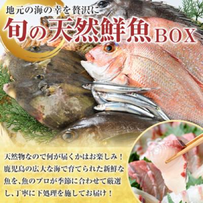 ふるさと納税 阿久根市 旬の天然鮮魚BOX(3〜5kg)　さるがく水産　a-20-29 |  | 01