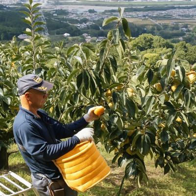 ふるさと納税 橋本市 柳フルーツ園 たねなし柿 約2kg |  | 02