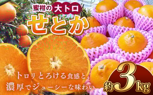 せとか 約3kg | 果物 くだもの フルーツ 柑橘類 みかん ミカン 水本オレンジガーデン 熊本県 玉名市 旬  スイーツ 高級品種 高糖度 産地直送