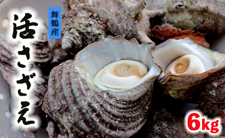 活 さざえ 6kg