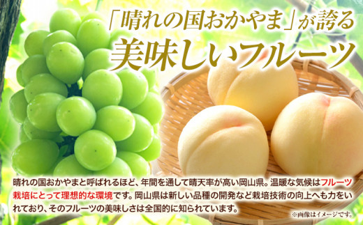 8家庭用つる付きニューピオーネ 2房(1房530g以上)【配送不可地域あり】有限会社ホーティカルチャー神島 令和8年産先行受付《2026年9月中旬-10月下旬頃出荷》岡山県 笠岡市 送料無料 葡萄 フ