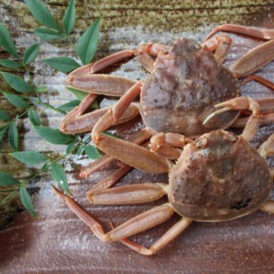 ふるさと納税 若桜町 【活き】訳あり足折れ日本海産親ガニ(セコガニ)　3枚