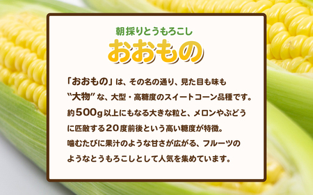 とうもろこし 先行予約 朝採り 約6kg ( おおもの )2026年7月上旬 ~ 8月中旬頃