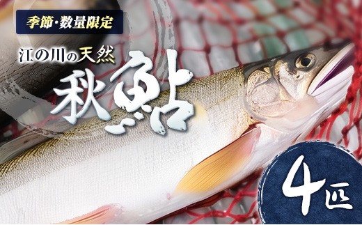 
                  《先行予約》 鮎 アユ 天然 冷凍 4匹 秋あゆ 落ち鮎 広島 江の川の天然鮎 簗漁鮎 季節限定_KA088_001
                