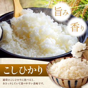 令和8年産 こしひかり 30kg ( 5kg × 6袋 ) ( 無洗米 ) 宮崎県産