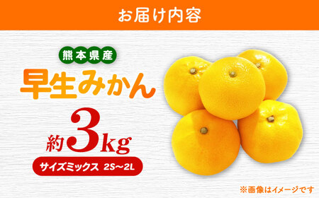 【先行予約】 早生みかん 2S-2L 約3kg みかん 蜜柑 柑橘 フルーツ 果物 【日本フルーツ株式会社】[ZFJ056]