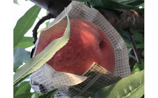 【先行予約】和歌山県産の美味しい桃 　11～15玉入り【2025年6月中旬頃から順次発送予定】 和歌山 もも モモ 桃 ギフト 贈り物 プレゼント 夏ギフト 果物 フルーツ 人気 産地直送 和歌山県 