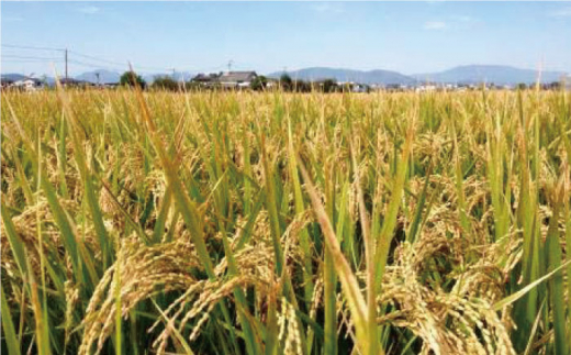 【先行予約 2026年10月～発送】【九州米・食味コンクール3年連続入賞！】 令和8年産 こだわりの さがびより 20kg（玄米）【白浜農産】お米 [IBL004]
