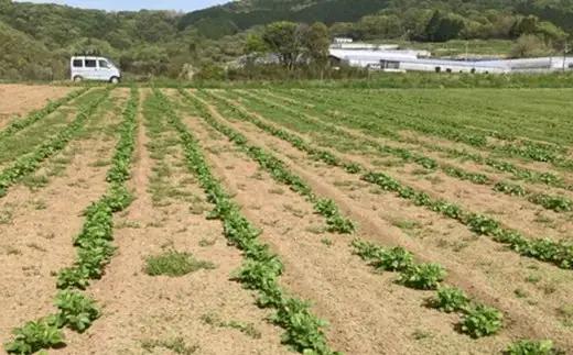 大きなメークイン（2kg）【栽培期間中農薬化学肥料不使用】