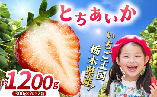 【先行予約】【期間限定】那珂川町産 とちあいか 1月発送分 約300g×2×2 |いちご とちあいか ジューシー フルーティー 大きい 新鮮 甘い 美味しい 果物 共通返礼品 フルーツ デザート 栃木県 那珂川町 送料無料