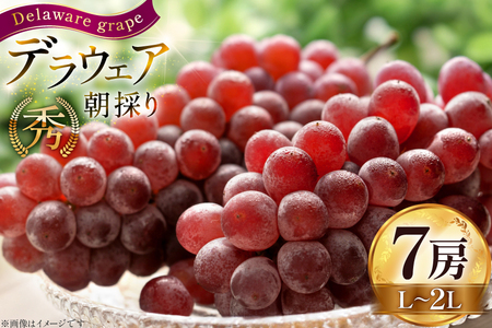 【期間限定発送】 ぶどう 朝採り デラウェア 秀 L～2L 7房 約 1kg [Ｈinataぶどう園 山形県 高畠町 tk06ayt190008]