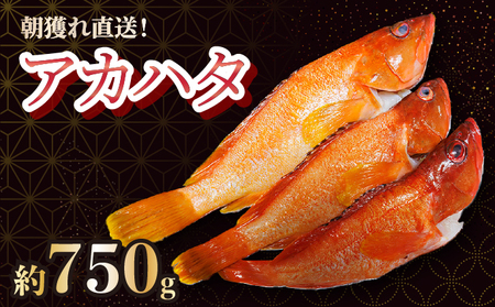 KU013 ＜2025年7月より順次発送＞宮崎県串間産アカハタ(計約750g・2～3匹)延縄漁による朝どれ高級魚を漁師直送！