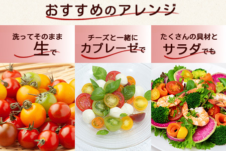【先行受付】2027年1月より順次発送予定｜カラフルミニトマト6種1kg｜ミニトマト トマト プチトマト 野菜 農家直送 ギフト ｜佐賀県鹿島市｜たにぐちファーム Ricotomato（リコトマト）～