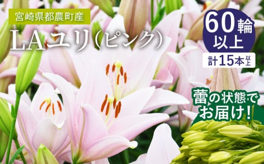 【2週間以内発送】≪期間限定≫LA ユリ(ピンク)約15本 ゆり 切花 百合 国産_T045-0051