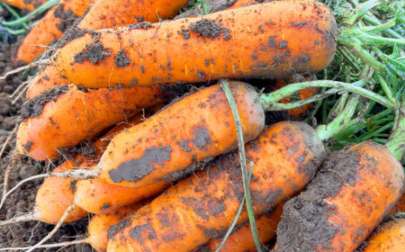 訳アリ にんじん 10kg 愛媛県大洲市/株式会社誠実村[AGER001]