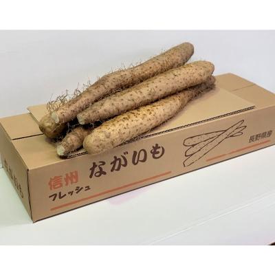 ふるさと納税 長野市 信州の長芋　調理しやすい食べきりサイズ5〜8本入り |  | 01