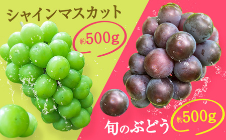 【2026年発送】シャインマスカット ぶどう 岡山県産 シャインマスカットと旬のぶどうセット 約1kg 2房 Grapes garden goat《2026年8月中旬～10月上旬頃に出荷予定(土日祝除