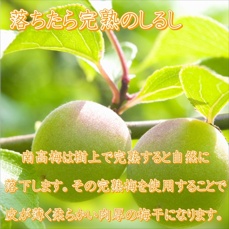 【8019-2】御坊市　紀州南高梅1.5kgの定期便（春・夏・秋・冬）4回