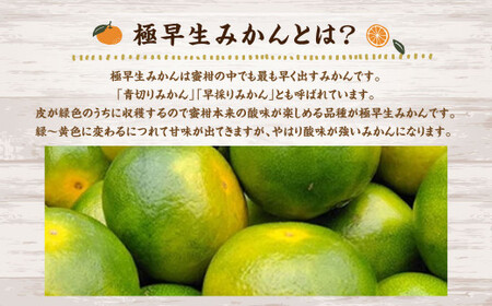 A156 福岡県山川産 極早生 塩みかん(緑) 10kg 【2026年9月下旬～10月下旬発送予定】 早採り 蜜柑