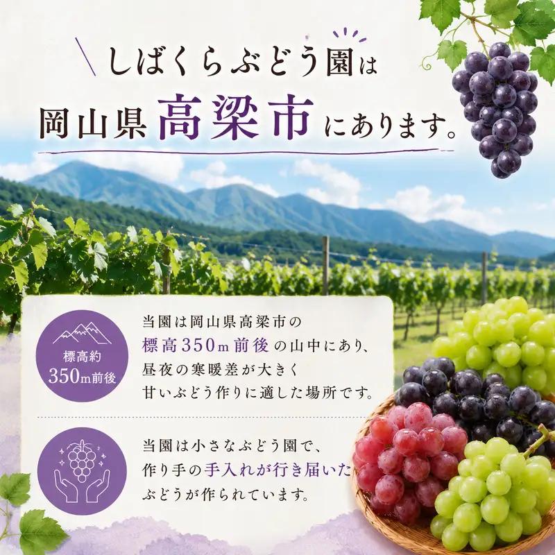 ぶどう詰合せ バラエティセット しばくらぶどう園 岡山県産 ぶどう詰合せ【約2kg 3〜4房】