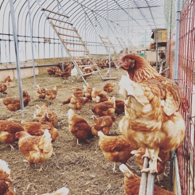 ファームモチツモタレツの平飼い自然有精卵30個【配送不可地域：離島】