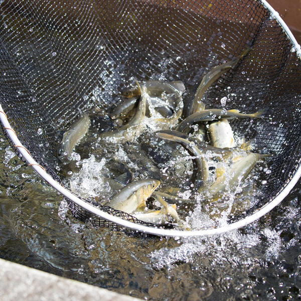 【先行予約】2026年7月上旬より発送開始　若鮎(生鮎)1㎏【冷蔵】 N070-YA3369_1