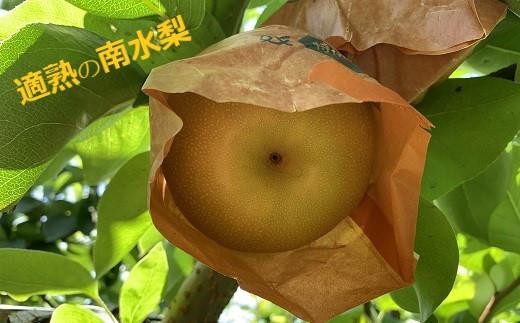 【令和8年10月上旬～順次発送】山の中の小さな果樹園『 適熟の南水梨 』 5kg（8～16玉）