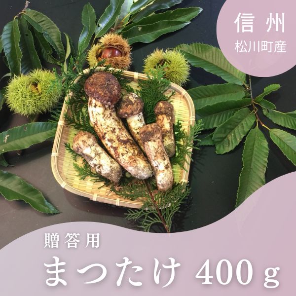 【ふるさと納税】梅松苑 生田松茸 約400g 贈答// 松川町産 長野県 国産 まつたけ マツタケ 松茸 土瓶蒸し 松茸ごはん 秋の味覚 きのこ キノコ BE05