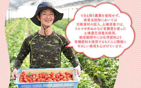 【先行予約】いちご 厳選！さくら市産 とちあいか（290g×2パック） ※2026年1月中旬～3月下旬頃に順次発送予定