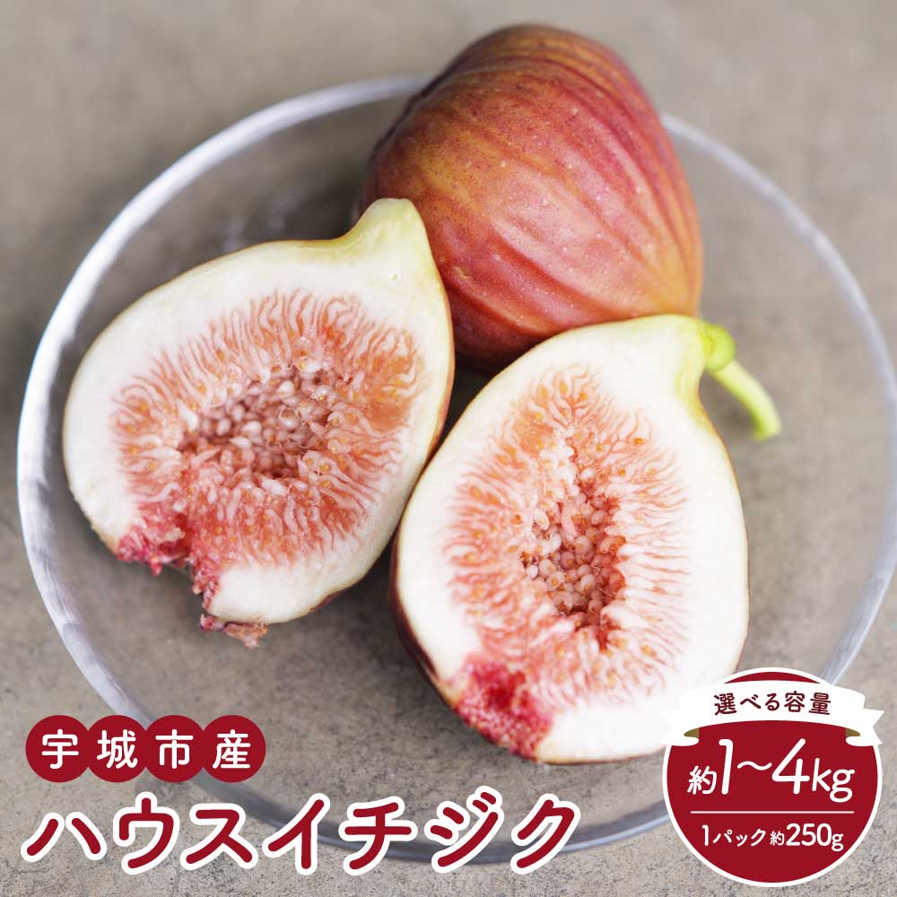【ふるさと納税】 イチジク ハウスイチジク 【選べる容量】(約1kg/約2kg/約4kg) 1パック 約250g いちじく イチジク 無花果 果物 くだもの フルーツ 国産 九州 熊本県 宇城市 送料無料 合同会社宝Farm【2026年5月下旬〜8月下旬頃順次発送予定】