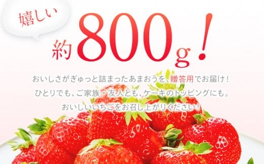 【2026年2月～3月順次発送】あまおう 合計約800g 約400g×2パックEX