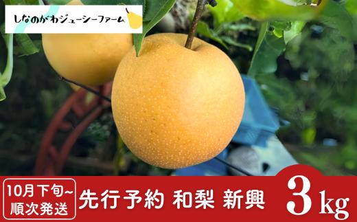 【2025年産先行予約】 和梨 新興 約3kg [10月下旬から発送予定] 新潟県 三条市産 梨 [しなのがわジューシーファーム]【010S492】