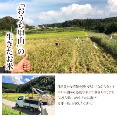 ふるさと納税 下関市 【先行予約】 令和8年産 こしひかり 5kg 山口県 下関市産 MD002 |  | 02