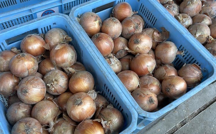 淡路島産玉ねぎ10㎏